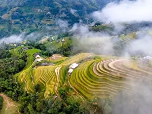 Mist Mountain Prints: See the beautiful scenery of the rice terraces during the ripe rice season in Phung village