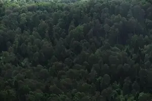 Beautiful screensaver of coniferous and deciduous forests in Caucasus mountains
