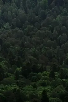 Needles Prints: Beautiful screensaver of coniferous and deciduous forests in Caucasus mountains