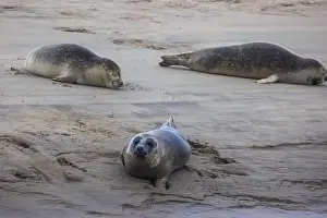 Pinniped Prints: A beautiful seal lies on the sand