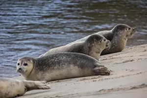 Pinniped Prints: A beautiful seal lies on the sand