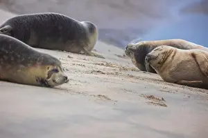 Pinniped Prints: A beautiful seal lies on the sand