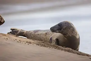 Pinniped Prints: A beautiful seal lies on the sand