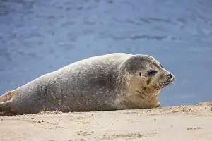 Pinniped Prints: A beautiful seal lies on the sand