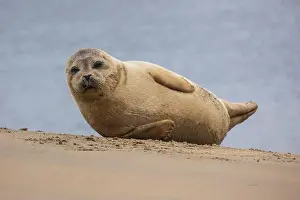 Pinniped Prints: A beautiful seal lies on the sand