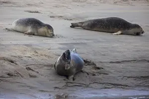 Pinniped Prints: A beautiful seal lies on the sand