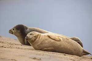 Pinniped Prints: A beautiful seal lies on the sand