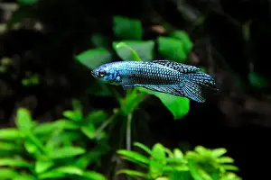 Exotic Fish Prints: A beautiful siamese fighting fish or blue alien betta fish