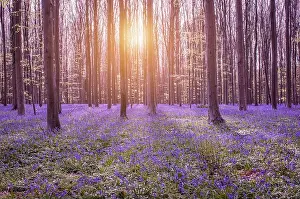 Bluebells Prints: Beautiful spring forest with bluebells