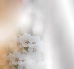 Nature Collection: Beautiful spring nature blossom web banner or header. Blurred space for your text.Artistic
