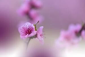 Nature Collection: Beautiful Spring Nature Cherry Blossom, web banner or header.Colorful Artistic Natural