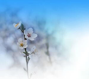Nature Collection: Beautiful spring nature cherry blossom web banner or header. Blurred space for your text.Blue Sky