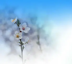 Beautiful spring nature cherry blossom web banner or header. Blurred space for your text.Blue Sky Background.Artistic Flowers.Art macro photography