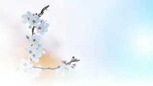 Beautiful spring nature cherry blossom web banner or header. Blurred space for your text.Blue Sky Background.Artistic Flowers.Art macro photography