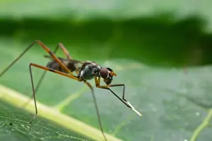 Green Leaf Prints: Beautiful stilt-legged fly rubbing its front leg on a green leaf