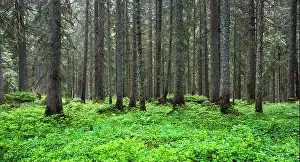 Park Sun Prints: Beautiful summer evergreen forest with pine trees and lush grass