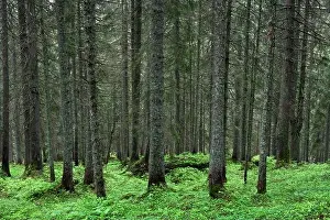 Beautiful summer evergreen forest with pine trees and lush grass. Nature background, landscape photography