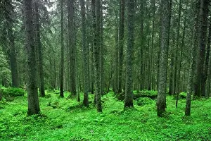 Beautiful summer evergreen forest with pine trees and lush grass. Nature background, landscape photography