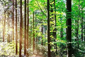 Sun Park Prints: Beautiful summer forest with tree trunks and sun beams light