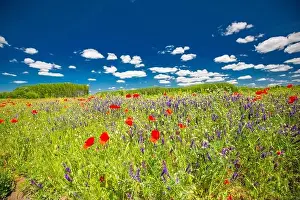 Beautiful summer meadow nature. Spring and summer poppy flowers under blue sky and sunlight. Idyllic summer nature landscape, red poppy flowers