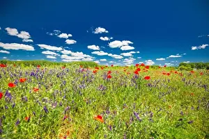 Beautiful summer meadow nature. Spring and summer poppy flowers under blue sky and sunlight. Idyllic summer nature landscape, red poppy flowers