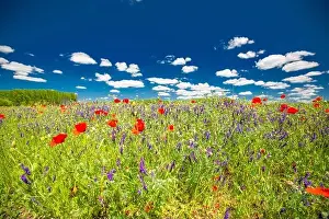 Beautiful summer meadow nature. Spring and summer poppy flowers under blue sky and sunlight. Idyllic summer nature landscape, red poppy flowers