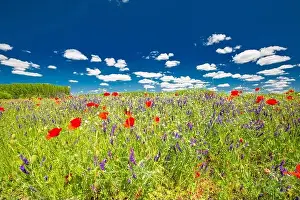 Beautiful summer meadow nature. Spring and summer poppy flowers under blue sky and sunlight. Idyllic summer nature landscape, red poppy flowers