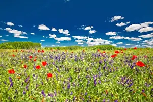 Beautiful summer meadow nature. Spring and summer poppy flowers under blue sky and sunlight. Idyllic summer nature landscape, red poppy flowers