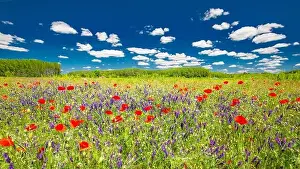 Beautiful summer meadow nature. Spring and summer poppy flowers under blue sky and sunlight. Idyllic summer nature landscape, red poppy flowers