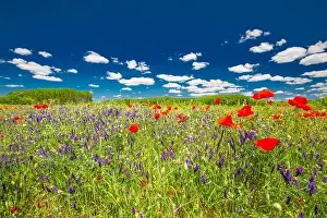 Beautiful summer meadow nature. Spring and summer poppy flowers under blue sky and sunlight. Idyllic summer nature landscape, red poppy flowers