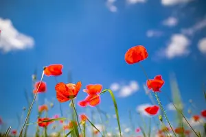 Beautiful summer meadow nature. Spring and summer poppy flowers under blue sky and sunlight. Happy summer red poppy flowers wide angle panoramic view