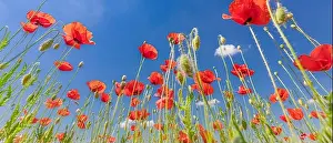 Beautiful summer meadow nature. Spring and summer poppy flowers under blue sky and sunlight. Happy summer red poppy flowers wide angle panoramic view