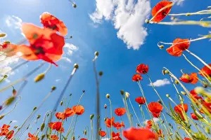 Beautiful summer meadow nature. Spring and summer poppy flowers under blue sky and sunlight. Happy summer red poppy flowers wide angle panoramic view