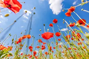 Beautiful summer meadow nature. Spring and summer poppy flowers under blue sky and sunlight. Happy summer red poppy flowers wide angle panoramic view