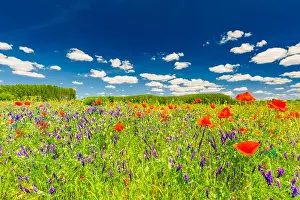 Beautiful summer meadow nature. Spring and summer poppy flowers under blue sky and sunlight. Idyllic spring summer landscape, meadow flowers, nature