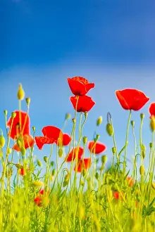 Beautiful summer meadow nature. Spring and summer poppy flowers under blue sky and sunlight. Idyllic spring summer landscape, meadow flowers, nature
