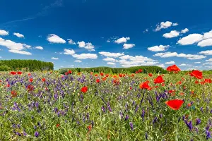 Beautiful summer meadow nature. Spring and summer poppy flowers under blue sky and sunlight. Idyllic spring summer landscape, meadow flowers, nature