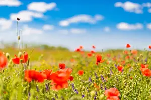 Beautiful summer meadow nature. Spring and summer poppy flowers under blue sky and sunlight. Idyllic spring summer landscape, meadow flowers, nature