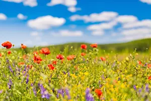Beautiful summer meadow nature. Spring and summer poppy flowers under blue sky and sunlight. Idyllic spring summer landscape, meadow flowers, nature