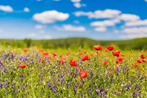 Beautiful summer meadow nature. Spring and summer poppy flowers under blue sky and sunlight. Idyllic spring summer landscape, meadow flowers, nature