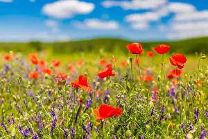 Beautiful summer meadow nature. Spring and summer poppy flowers under blue sky and sunlight. Idyllic spring summer landscape, meadow flowers, nature