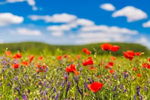 Beautiful summer meadow nature. Spring and summer poppy flowers under blue sky and sunlight. Idyllic spring summer landscape, meadow flowers, nature