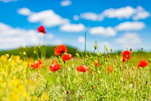 Beautiful summer meadow nature. Spring and summer poppy flowers under blue sky and sunlight. Idyllic spring summer landscape, meadow flowers, nature