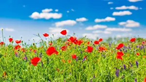 Beautiful summer meadow nature. Spring and summer poppy flowers under blue sky and sunlight. Idyllic spring summer landscape, meadow flowers, nature