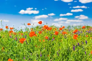 Beautiful summer meadow nature. Spring and summer poppy flowers under blue sky and sunlight. Idyllic spring summer landscape, meadow flowers, nature