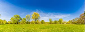 Beautiful summer spring landscape with green trees and field of daisy flowers