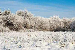 Natural Park Prints: Beautiful sunny day in the winter season