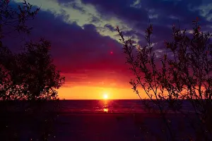 Baltic Prints: A beautiful sunset scenery at the beach with willow bush branch silhouettes