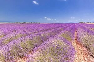 Images Dated 2nd July 2018: Beautiful tree in lavender field, Provence, France. Lonely tree in lavender field, Provence, France