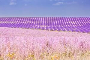 Images Dated 2nd July 2018: Beautiful tree in lavender field, Provence, France. Lonely tree in lavender field, Provence, France